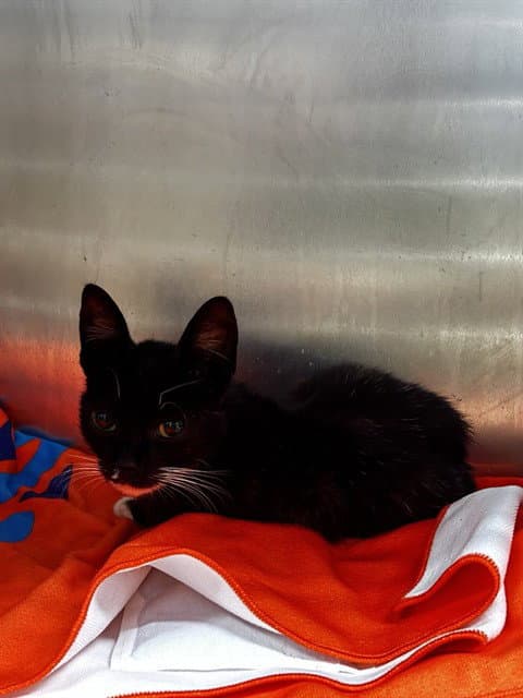 Unknown - Domestic Short Hair