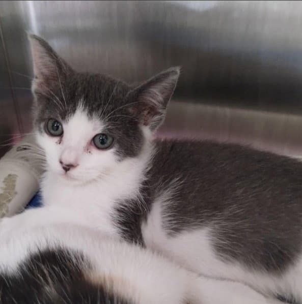 Sam - Domestic Short Hair