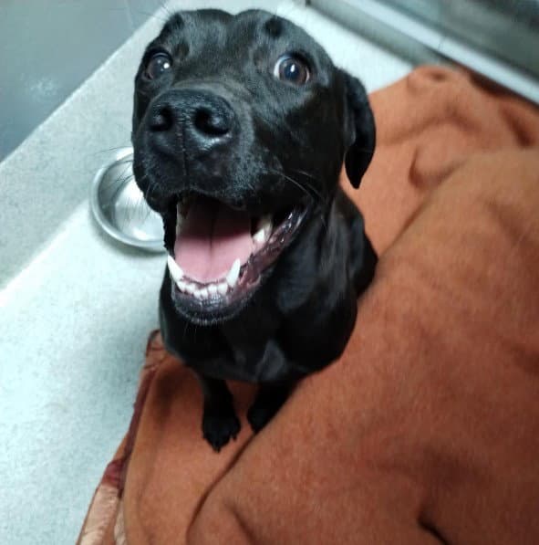 Velma - Labrador Retriever