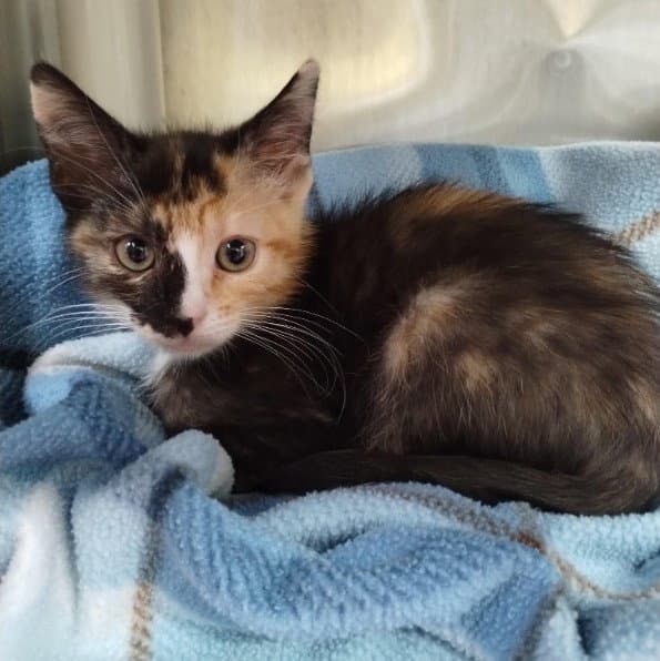 Lali - Domestic Short Hair