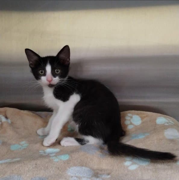 Orlando - Domestic Short Hair