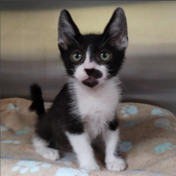 Andre - Domestic Short Hair