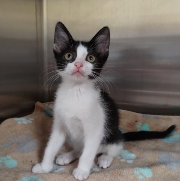 Diana - Domestic Short Hair