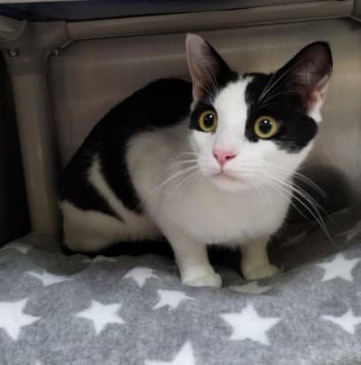 Spyder - Domestic Short Hair