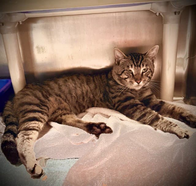 Unknown - Domestic Short Hair