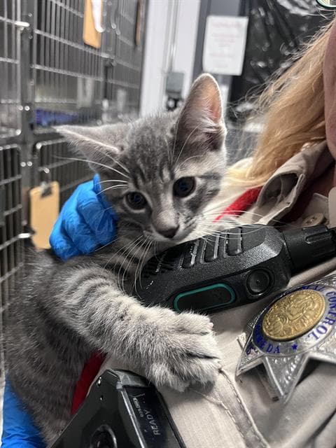 Unknown - Domestic Short Hair