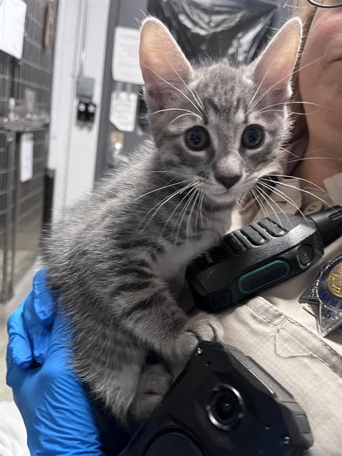 Unknown - Domestic Short Hair