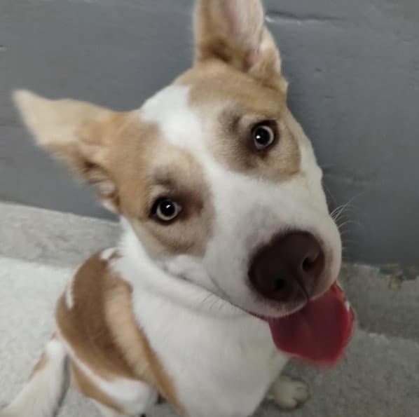 Iris - Husky