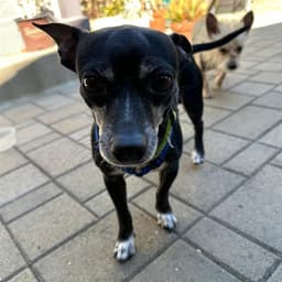 Pup Diooghee image 1