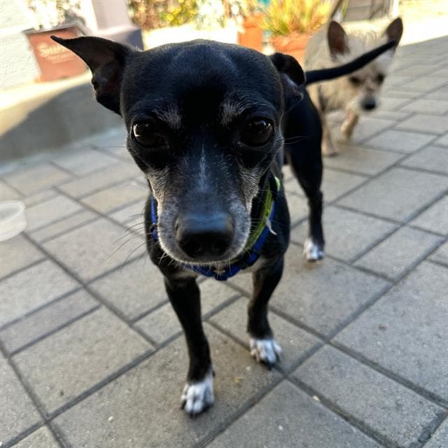 Pup Diooghee - Chihuahua