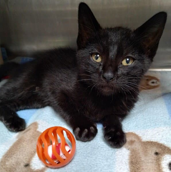 Unknown - Domestic Short Hair