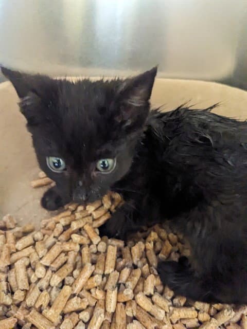 Unknown - Domestic Short Hair