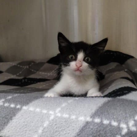 Demon Slayer - Domestic Short Hair