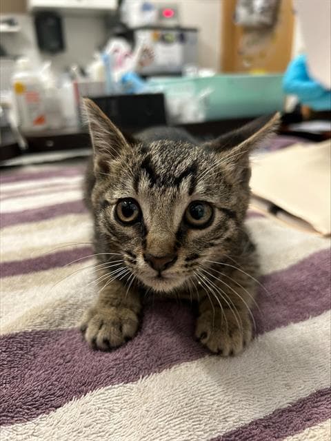 Unknown - Domestic Short Hair