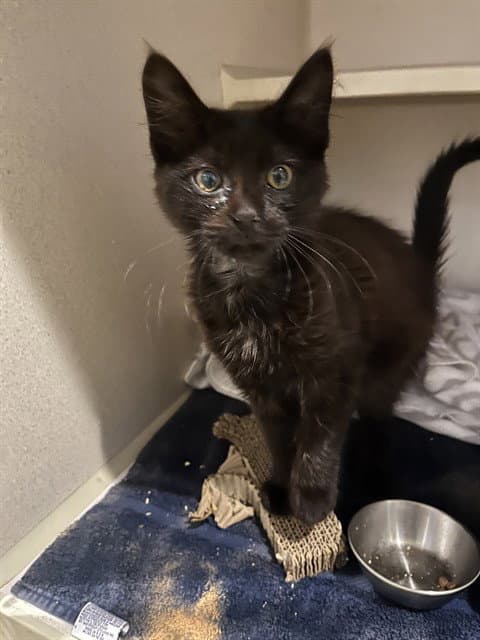 Unknown - Domestic Short Hair