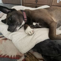 Roxy image 1