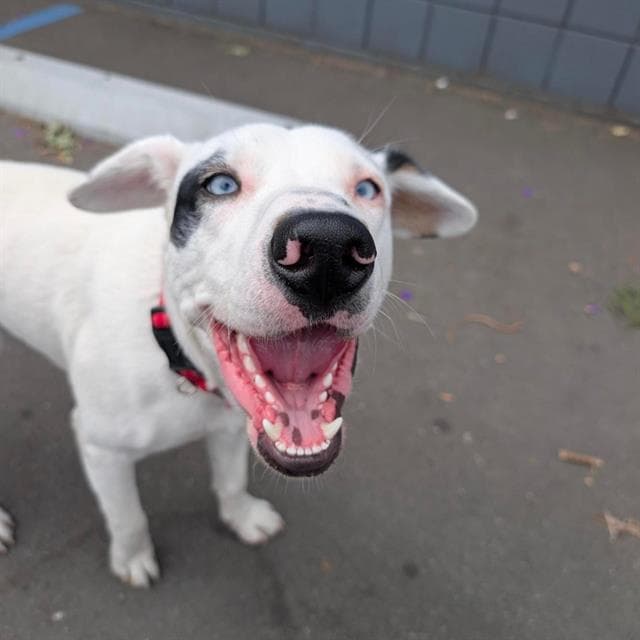Krypto - Labrador Retriever
