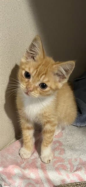 Unknown - Domestic Short Hair