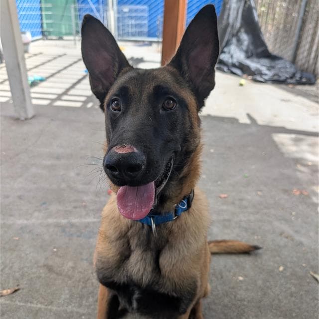 Rocky - Belgian Shepherd Malinois