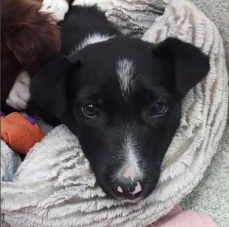 Oreo - Border Collie