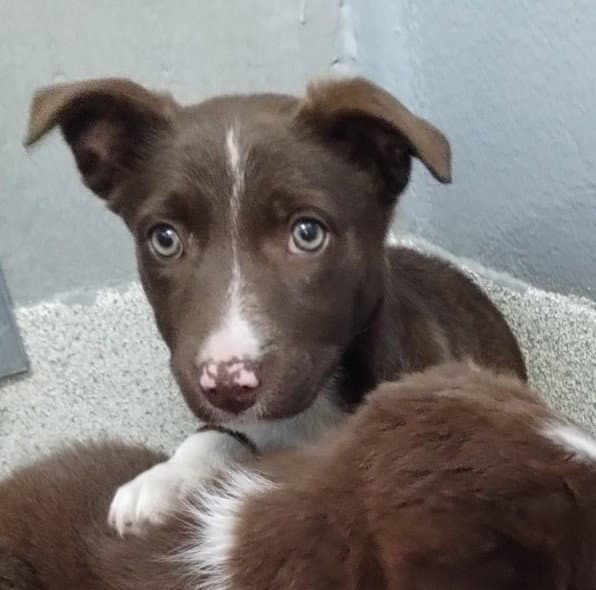Lyra - Border Collie