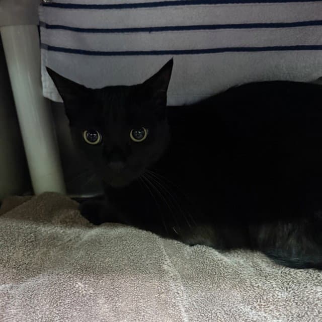 Stardust - Domestic Short Hair
