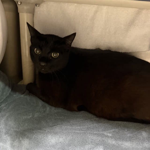 Rainbow - Domestic Short Hair