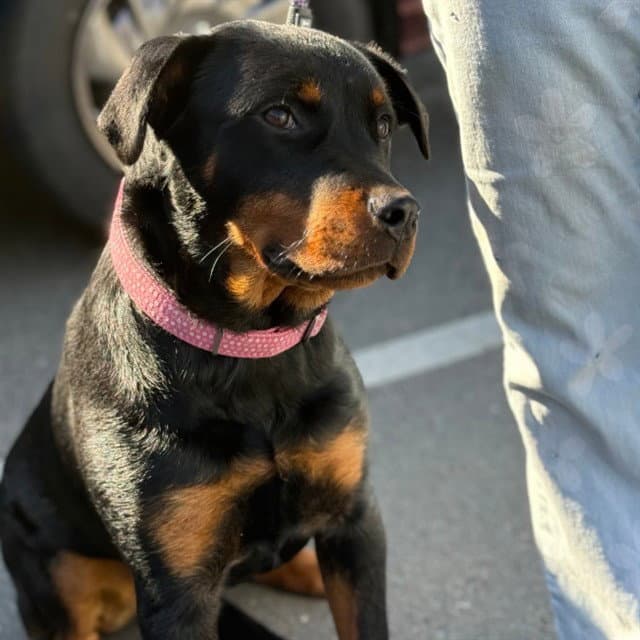 Yumi - Rottweiler