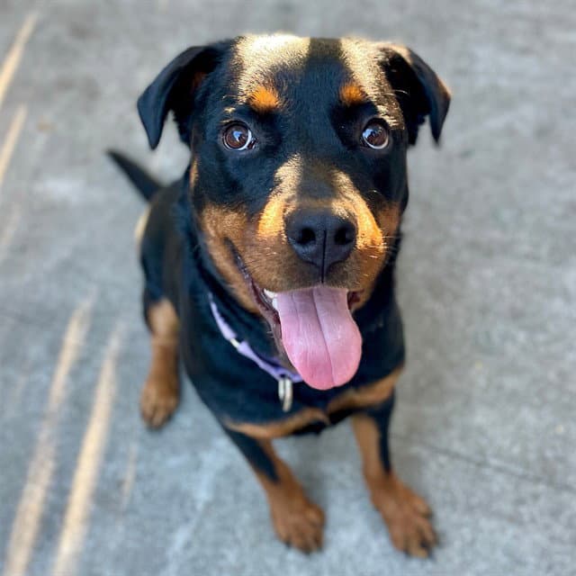 Yumi - Rottweiler