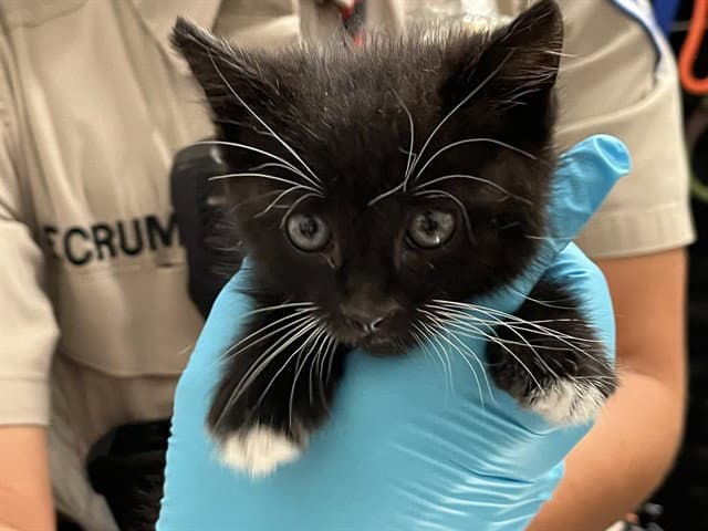 Unknown - Domestic Medium Hair