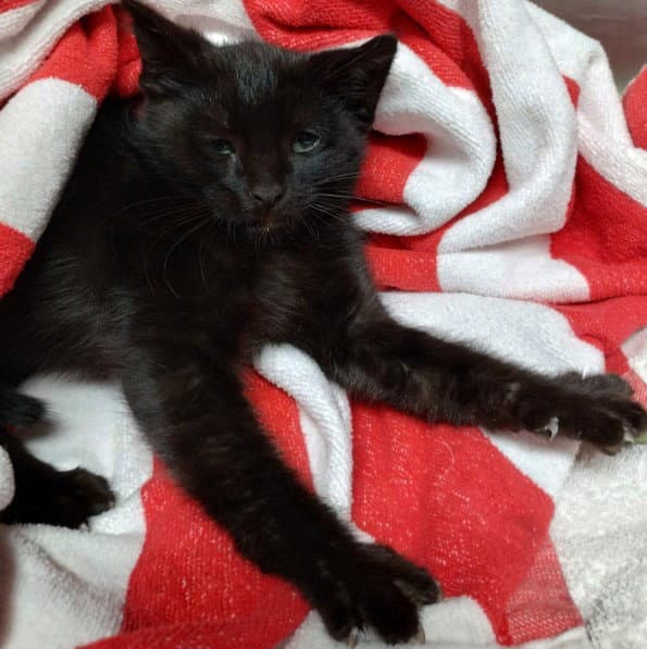 Panther - Domestic Short Hair