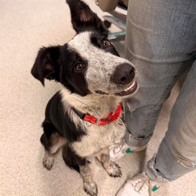 Dakota - Australian Cattle Dog/Blue Heeler