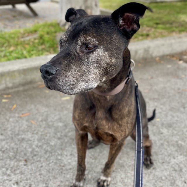 Gambit - Staffordshire Bull Terrier