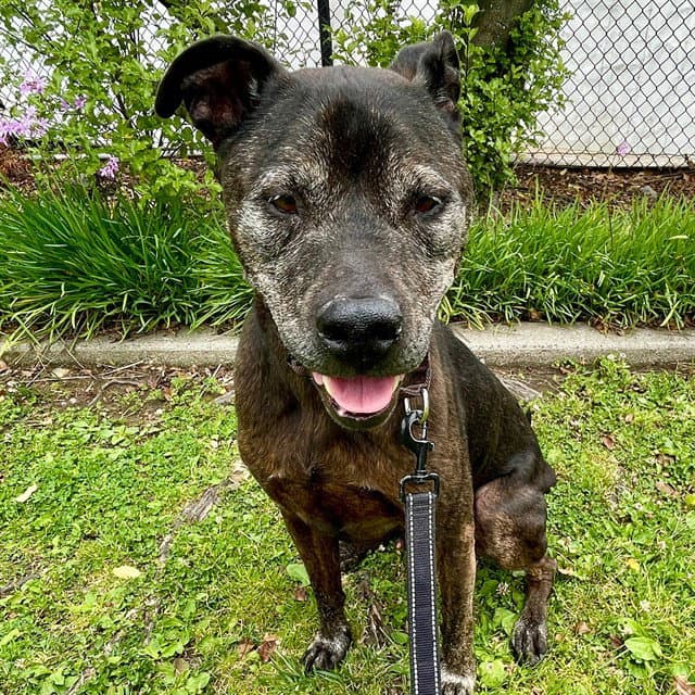 Gambit - Staffordshire Bull Terrier