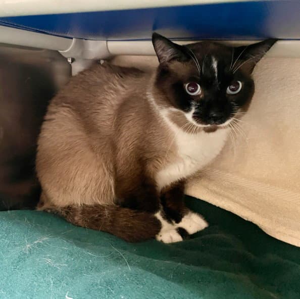 Rockefeller - Siamese