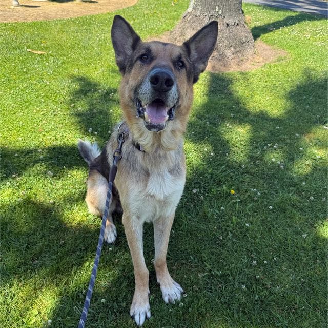 Memphis - German Shepherd Dog