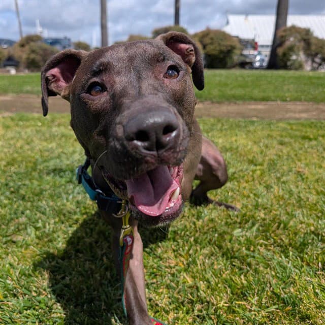 Eclipse - Pit Bull Terrier