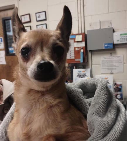 Gracie - Chihuahua
