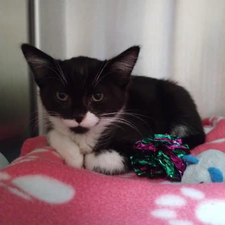 Boogie Woogie - Domestic Short Hair