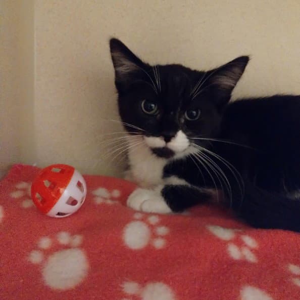 Boogie Woogie - Domestic Short Hair
