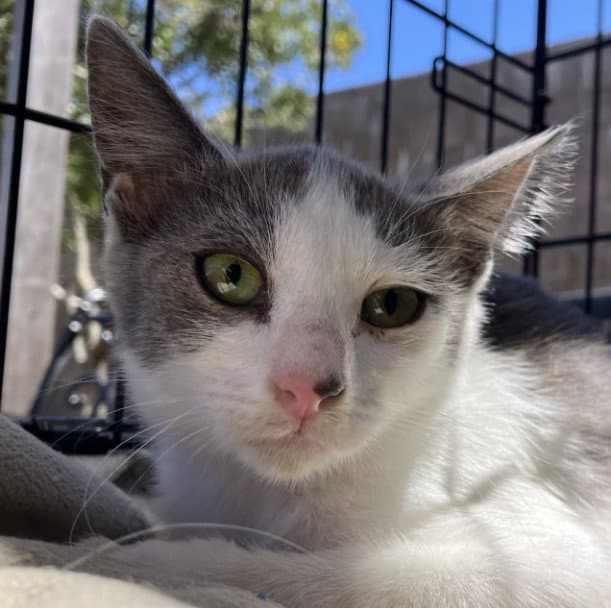 Unknown - Domestic Short Hair