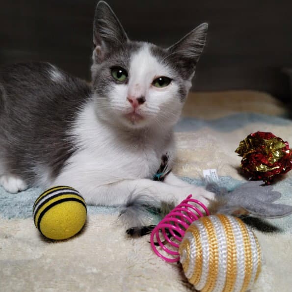 Unknown - Domestic Short Hair