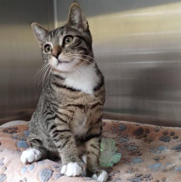 Jacob - Domestic Short Hair