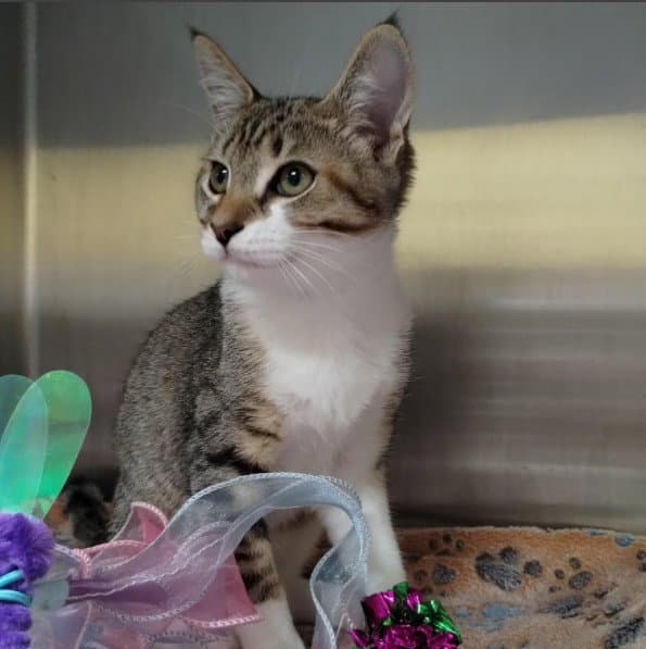 Edward - Domestic Short Hair