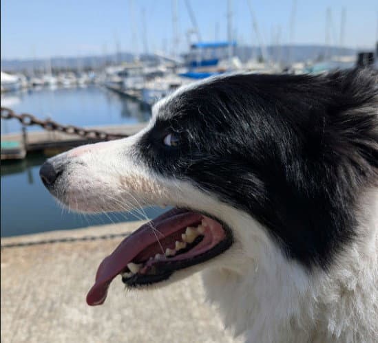 Vandam - Border Collie