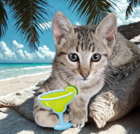 Archie - Domestic Short Hair