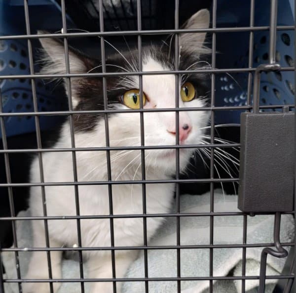 Ruben - Domestic Medium Hair