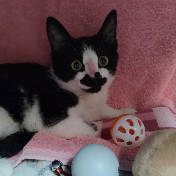 Lucky - Domestic Short Hair