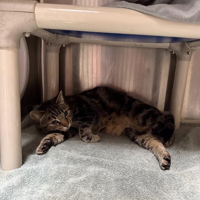 Lily - Domestic Short Hair