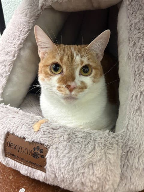 Galapagos - Domestic Short Hair